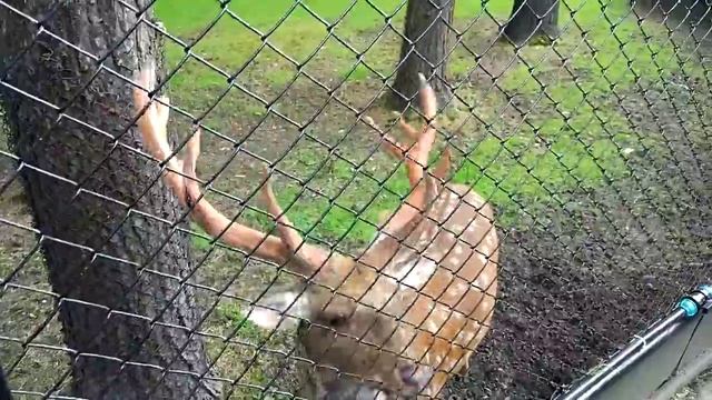 Пятнистый олень. смотреть онлайн