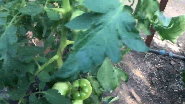 Пинк парадайз