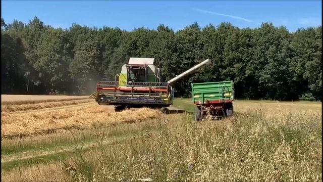 Claas Dominator 108SL Maxi beim Weizen dreschen und abbunkern смотреть онлайн