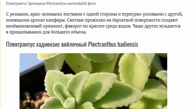 Плектрантус или комнатная мята Уход в домашних условиях Размножение Виды плектрантуса с фото смотреть онлайн