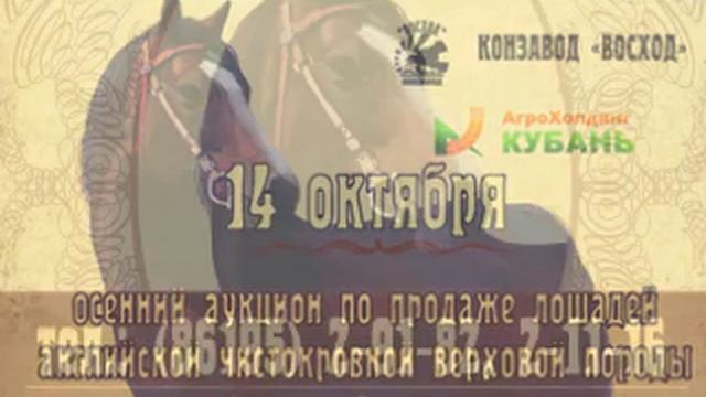 Аукцион по продаже чистокровных лошадей смотреть онлайн