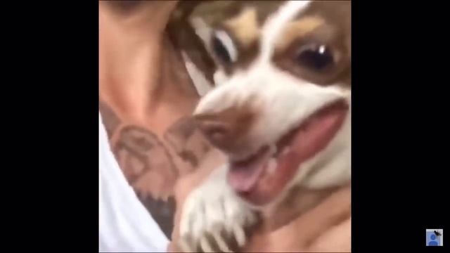 Mr Bubz (content aware scale) смотреть онлайн