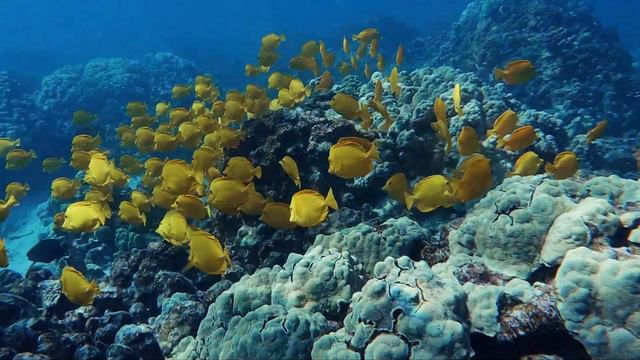 Scuba Diving the Great Barrier Reef [4K] смотреть онлайн