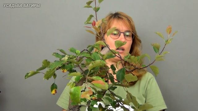 Бонсай из яблони (ч.3). смотреть онлайн