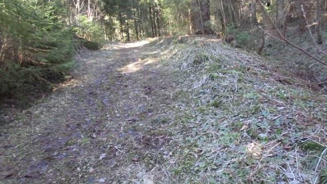 В весенний лес с Мишуткой