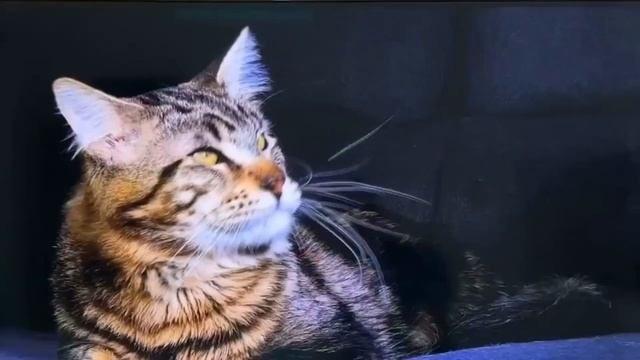 Телевизор Hisense 50E7KQ смотреть онлайн