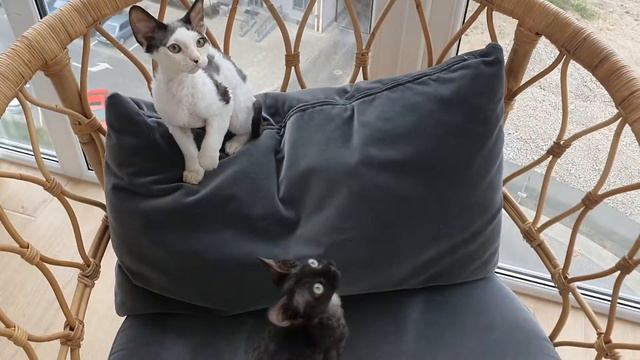 Котята Девон Рекс. 27.01.22. Позируют)))) смотреть онлайн
