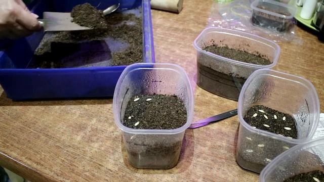 334_На какую глубину лучше сеять огурцы, или как я поспорила с троюродным братом Ивана Урганта смотреть онлайн