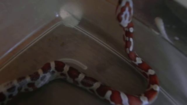 Маисовый полоз линяет смотреть онлайн