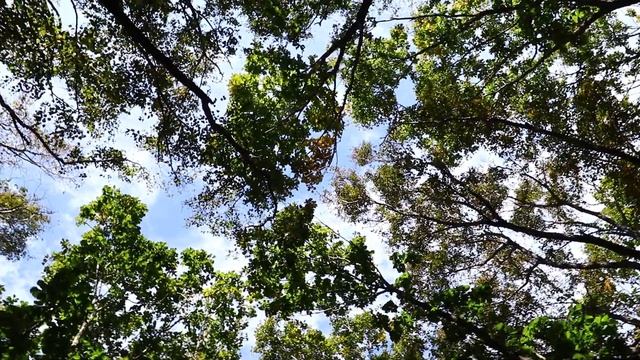 Лес Голоса птиц Красота Тишина Дорога лесная Понедельник 9 октября 23 г. Прогулка ... смотреть онлайн
