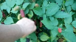 ежевика Карака Блэк