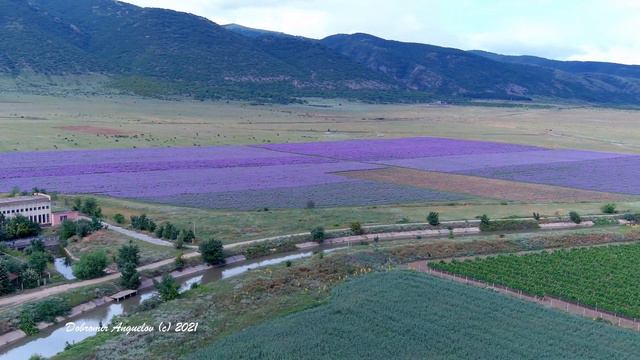 Лавандулови полета/Lavender fields смотреть онлайн