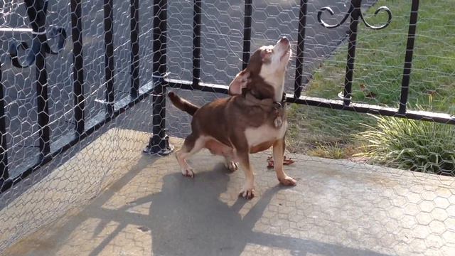 Does this count as a twerk? Willie the Chihuahua смотреть онлайн