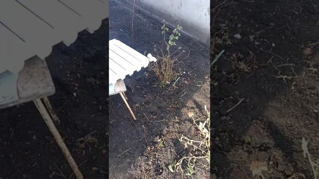 Промывка радиаторов отопления, проточной водой. смотреть онлайн