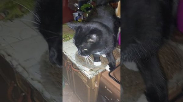 Наш приют "Солнышко"🌞