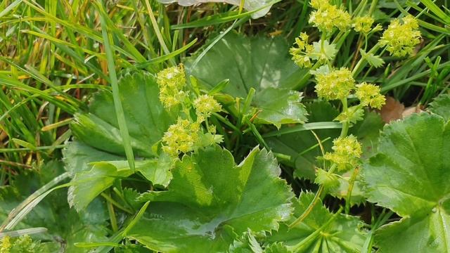 Фитотерапия в маммологии #1. Манжетка обыкновенная. смотреть онлайн