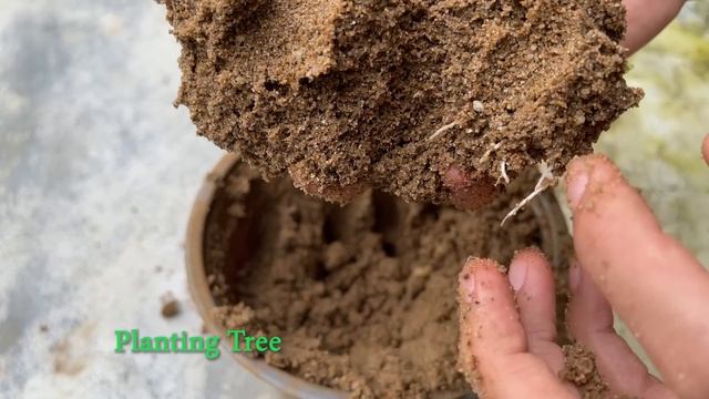 How To Propagate Bougainvillea Branches