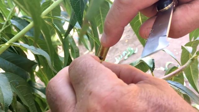 Летняя ОКУЛИРОВКА ПЕРСИКА в крону/ ЛЕГКО И ПРОСТО!!! смотреть онлайн