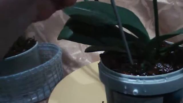 Полив орхидеи , удобное надёжное крепление для орхидеи . Что делать после покупки