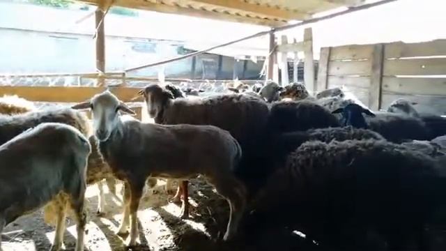 Купить барана в Казани | Барашки16 смотреть онлайн