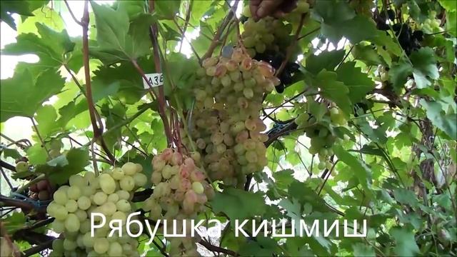 Виноград Калугина Виктора 2018 смотреть онлайн