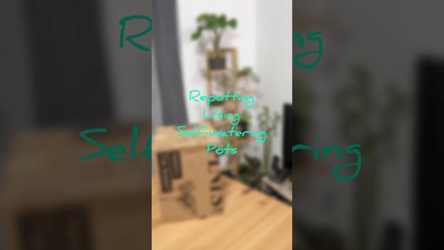 Unboxing baby Syngoniums / Syngonia from PLNTS.COM and putting into self-watering pots