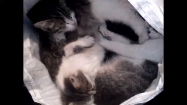 В тесноте , да  не в обиде