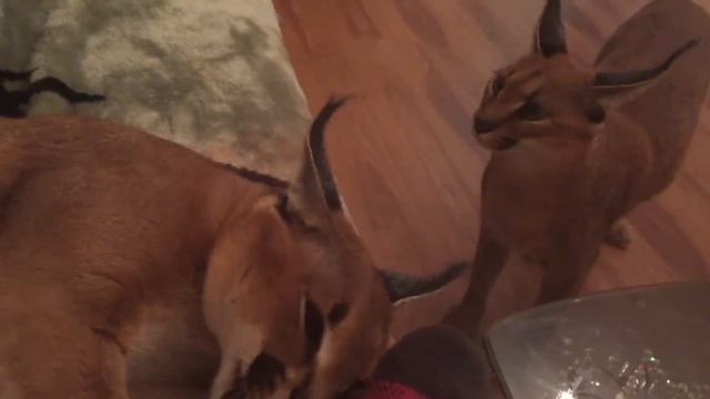 Каракал атакует. Caracal Attacking.