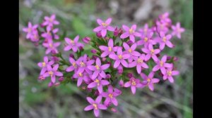 ЗОЛОТОТЫСЯЧНИК - ЛЕЧЕБНЫЕ СВОЙСТВА СОСТАВ И ПРОТИВОПОКАЗАНИЕ