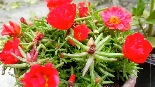 Amaizing and Most Beautiful Geranium Flowers. смотреть онлайн