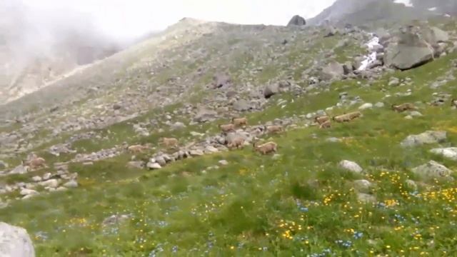 Туры Безенги смотреть онлайн