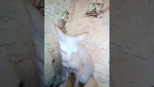 Мой Лысенький жутко любимый Марис)))котик сфинкс смотреть онлайн