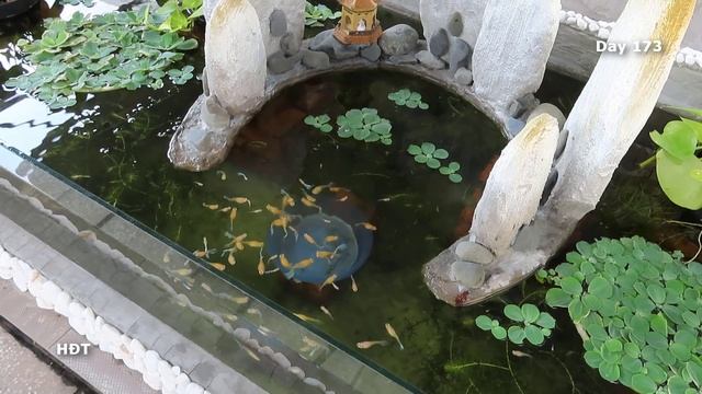 Aquarium (Yellow blue guppies) 6 months ? Cá bảy màu vàng xanh /6 tháng смотреть онлайн