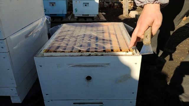 Утепление пчёл. И февральский облёт 15.02.2029 смотреть онлайн