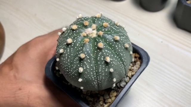 Cactus Haul (Astrophytum Asterias And Gymnocalycium)