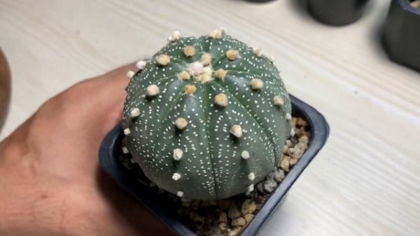Cactus Haul (Astrophytum Asterias and Gymnocalycium)