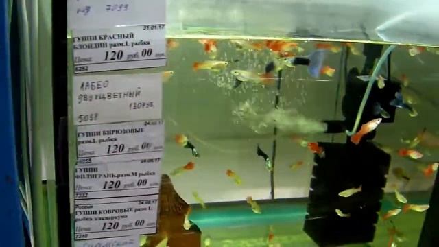 Зоомагазин Zoo сити в Краснодаре март 2018 г смотреть онлайн