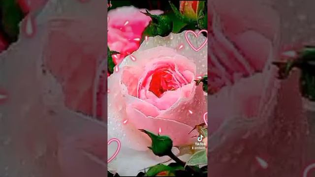 С добрым утром🌹🌹🌹Прекрасного дня☀🌺💕 Отличных выходных дней🌺🌺🌺 смотреть онлайн
