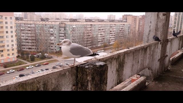 Петербург. Город и птицы. смотреть онлайн