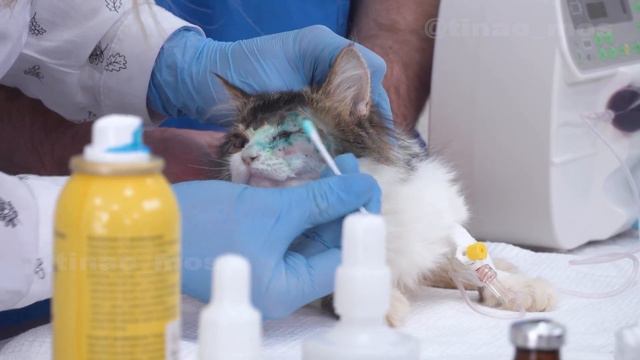 Приют для животных «Пушистый друг»: совещание волонтеров, депутатов и администрации смотреть онлайн