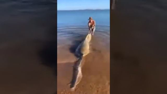 Рыба пила получает помощь от людей на берегу смотреть онлайн