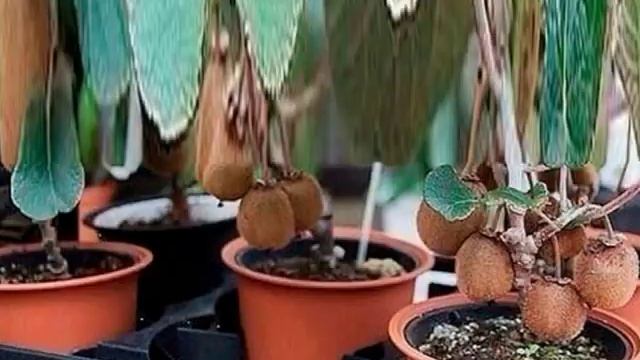 ВЫРАЩИВАЕМ КИВИ ДОМА смотреть онлайн