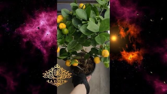 Цитрофортунелла Каламондин штамб 3 смотреть онлайн