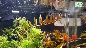 САМАЯ МАЛЕНЬКАЯ АКВАРИУМНАЯ НАНО-РЫБКА ДЛЯ НАНО-АКВАРИУМА НЕОГЕТЕРАНДРИЯ ЭЛЕГАНС ИЛИ ТИГРОВЫЙ ТЕДДИ