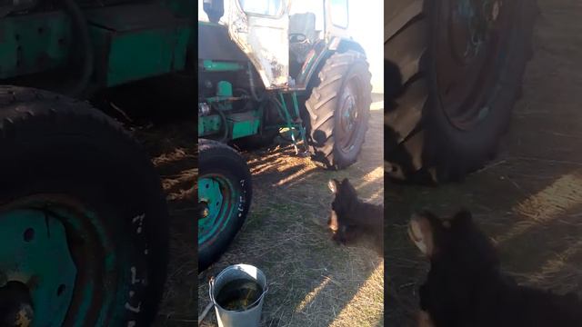 Нервный пёс)))) смотреть онлайн