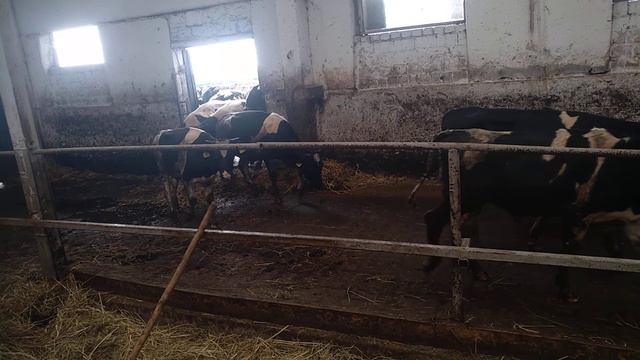 Минская обл, Пуховичский р-н, д. Галимберг. Вот такой беспредел смотреть онлайн