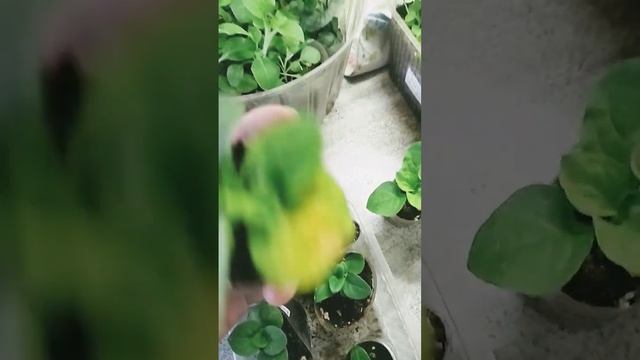 Каскадная розовая бахромчатая петуния от 25.12 перевалка, зацветет быстро, кому? продаю 80₽#петуния смотреть онлайн