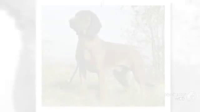 Ганноверская гончая порода собак смотреть онлайн