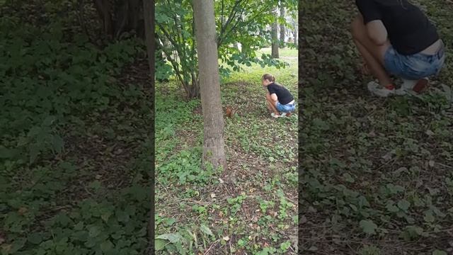 Ручные белочки в Белоусовском парке г.Тула смотреть онлайн