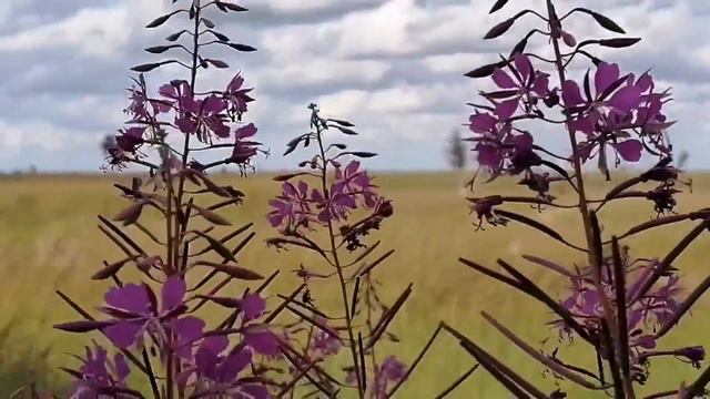 Песня "С каждым утром день приносит мне забот житейских рой" смотреть онлайн